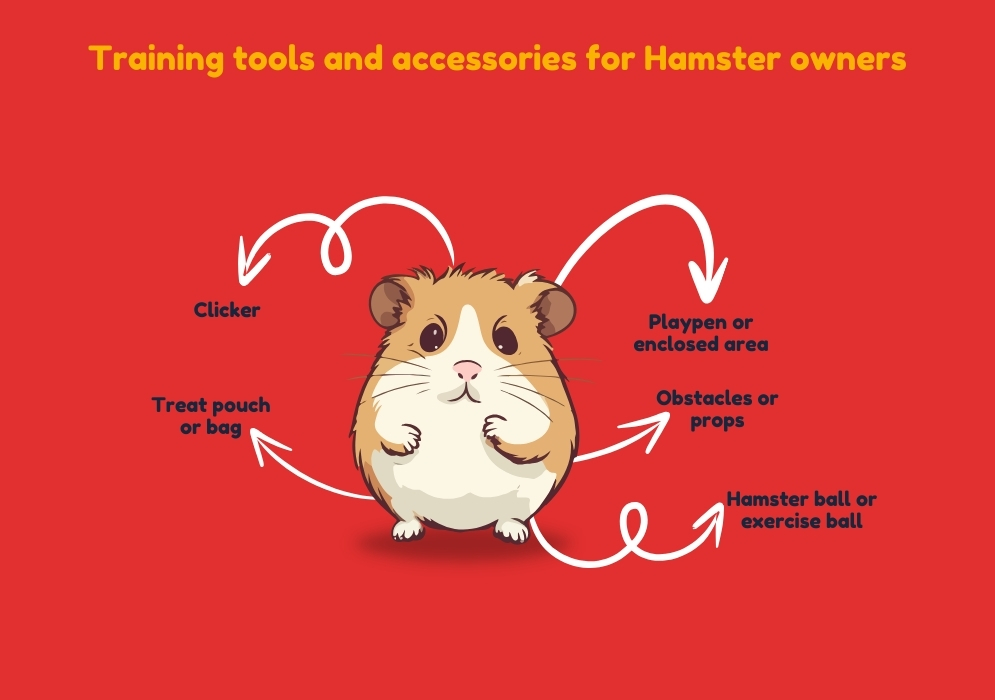 Training tools and accessories for hamster owners