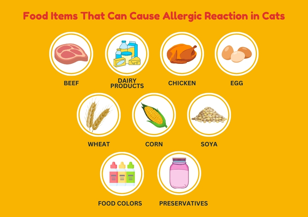 Understanding the causes of food allergies in cats