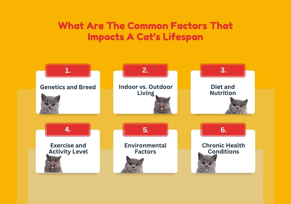 What Are The Common Factors That Impacts A Cat’s Lifespan