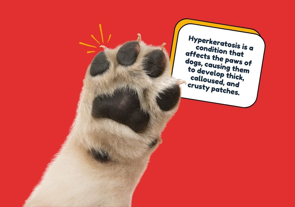 What is Hyperkeratosis dog paw