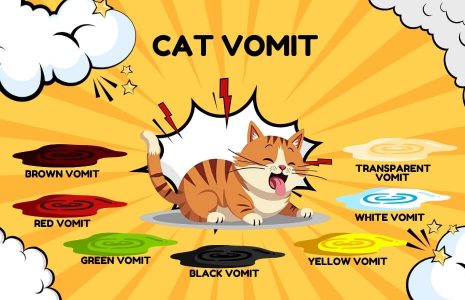 cat vomit color chart