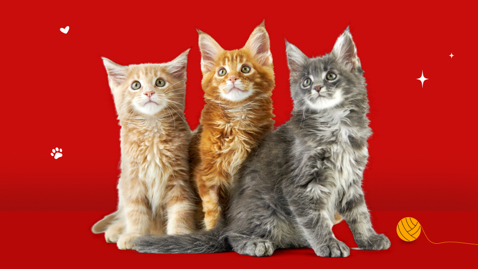 A Brief Overview of Maine Coon Cats