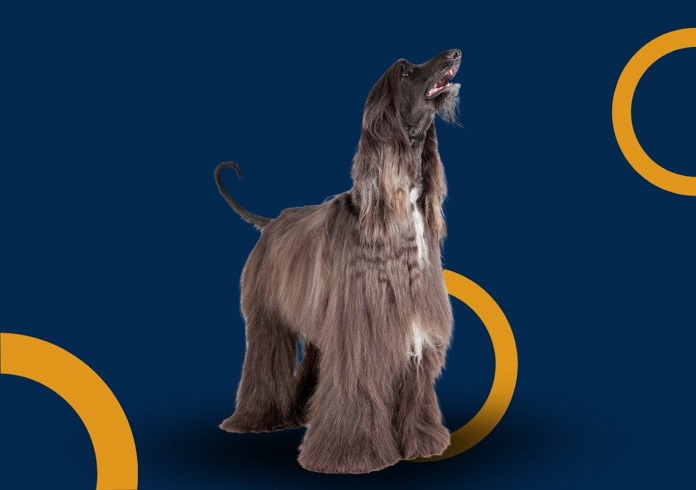 Afghan Hound