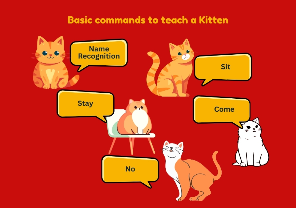 Basic commands to teach a kitten