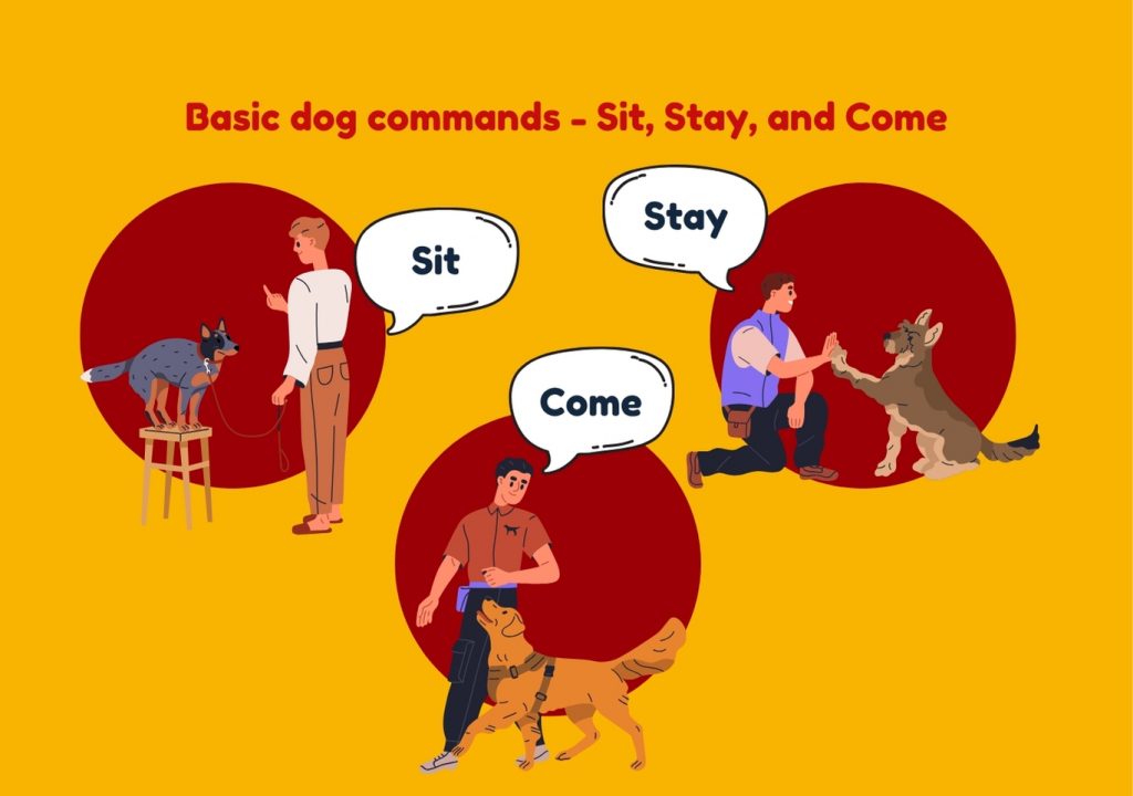 Basic dog commands - Sit, Stay, and Come