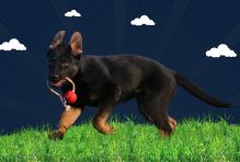 Best Time to Start German Shepherd Training