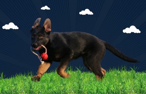 Best Time to Start German Shepherd Training