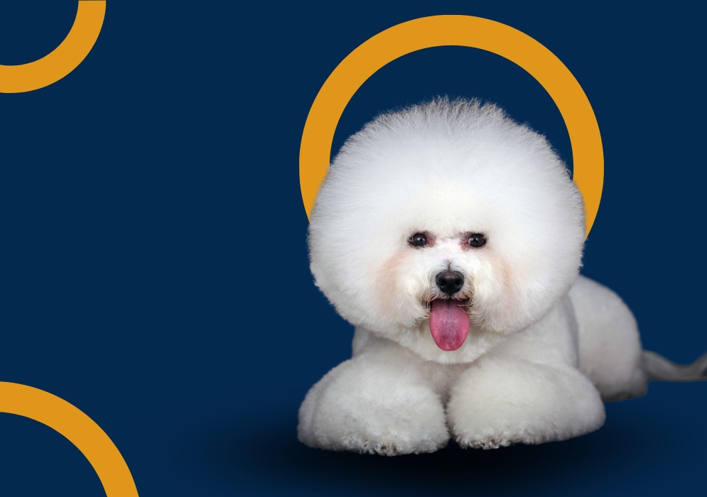 Bichon Frise dog