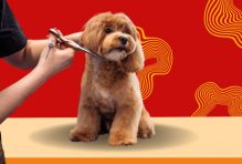 Cavapoo Grooming Tips