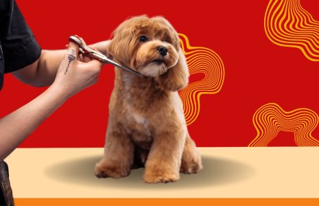 Cavapoo Grooming Tips