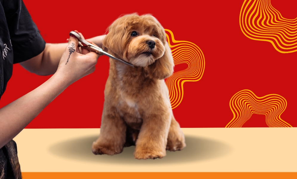 Cavapoo Grooming Tips