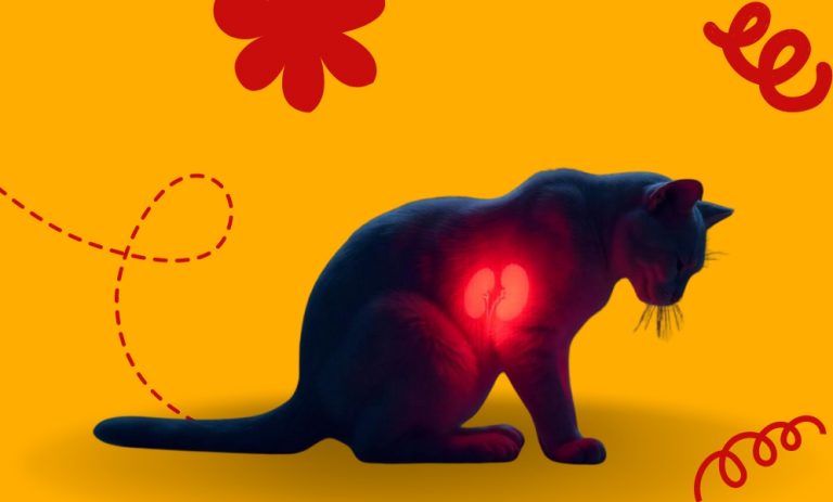 View of Understanding Chronic Kidney Disease in Cats