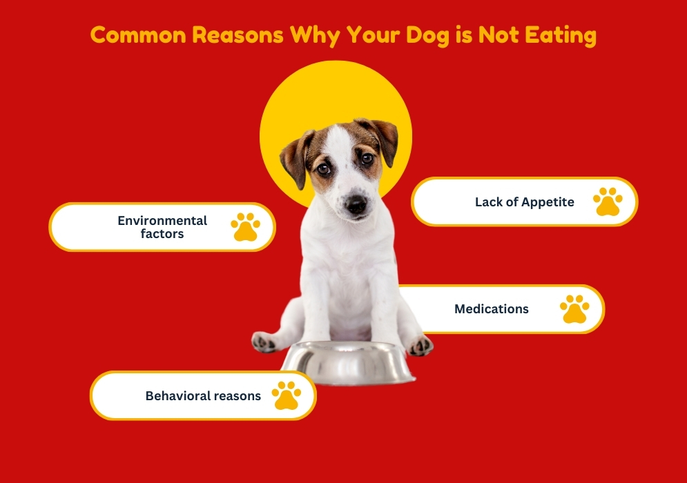 Common Reasons Why Your Dog is Not Eating