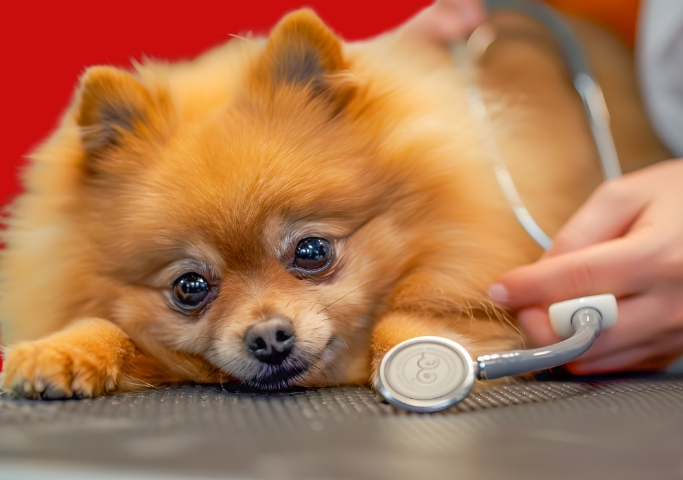 Common Signs and Symptoms of Diabetes in Dogs