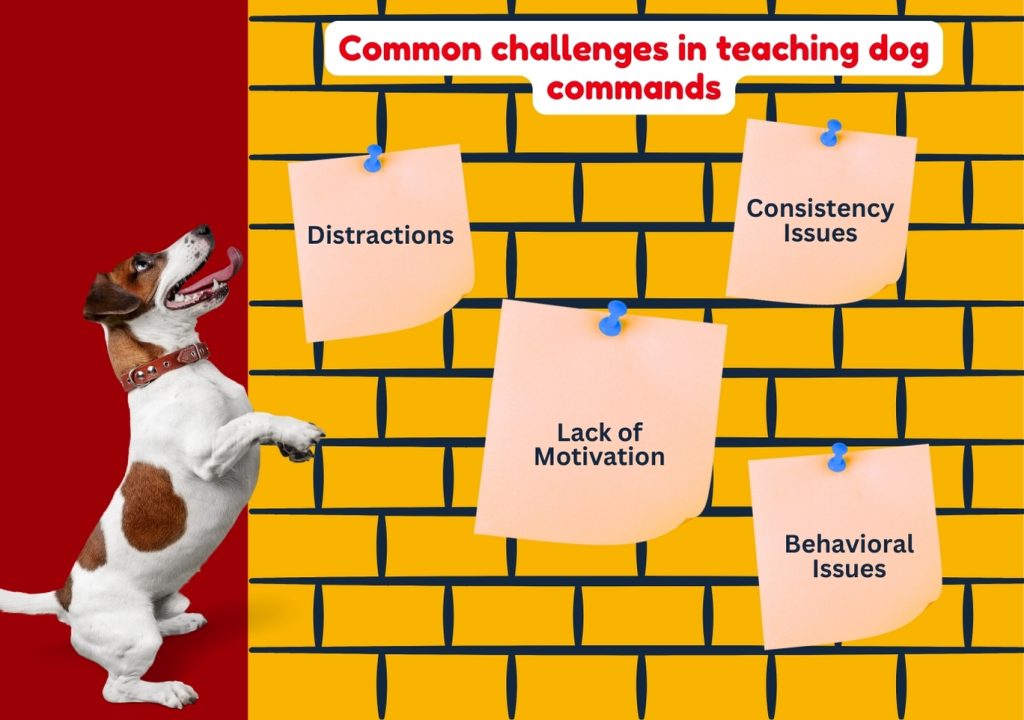 Common challenges in teaching dog commands