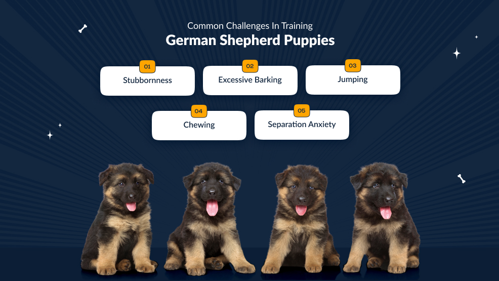 Common challenges in training German Shepherd puppies