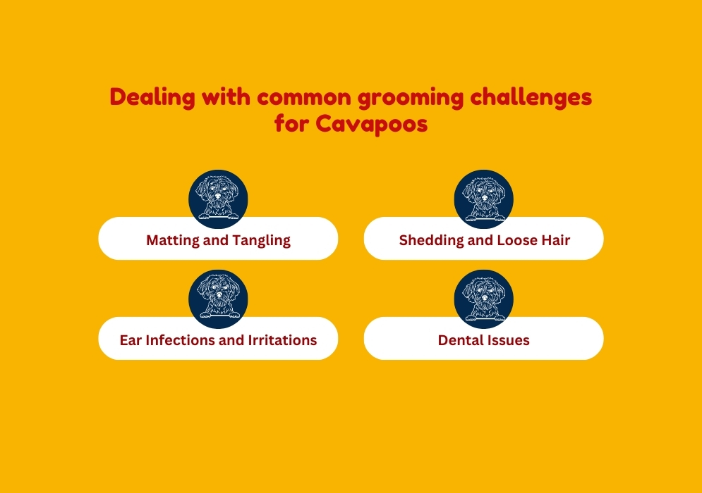 Dealing with common grooming challenges for Cavapoos