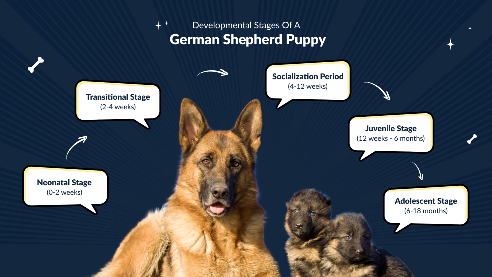 Developmental stages of a German Shepherd puppy