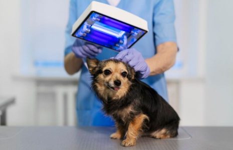 Diagnostic Technology in Veterinary Emergencies