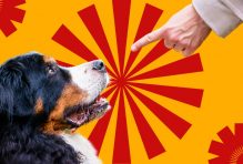 Dog Commands From Basic to Advanced