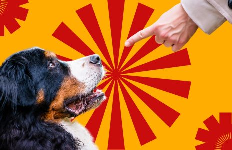 Dog Commands From Basic to Advanced