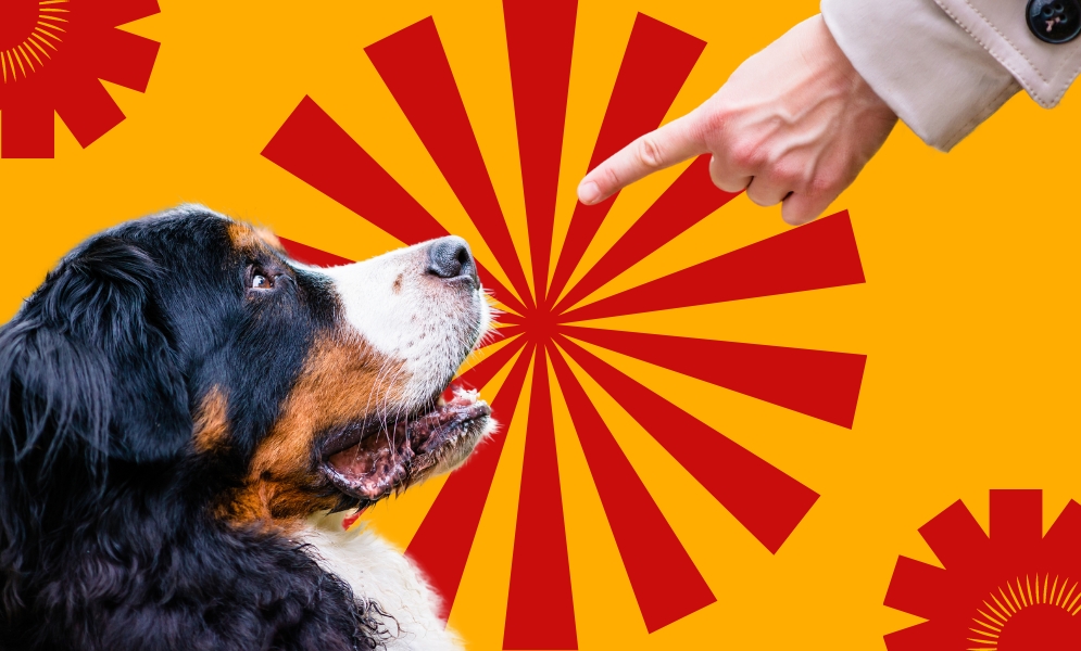 Dog Commands From Basic to Advanced