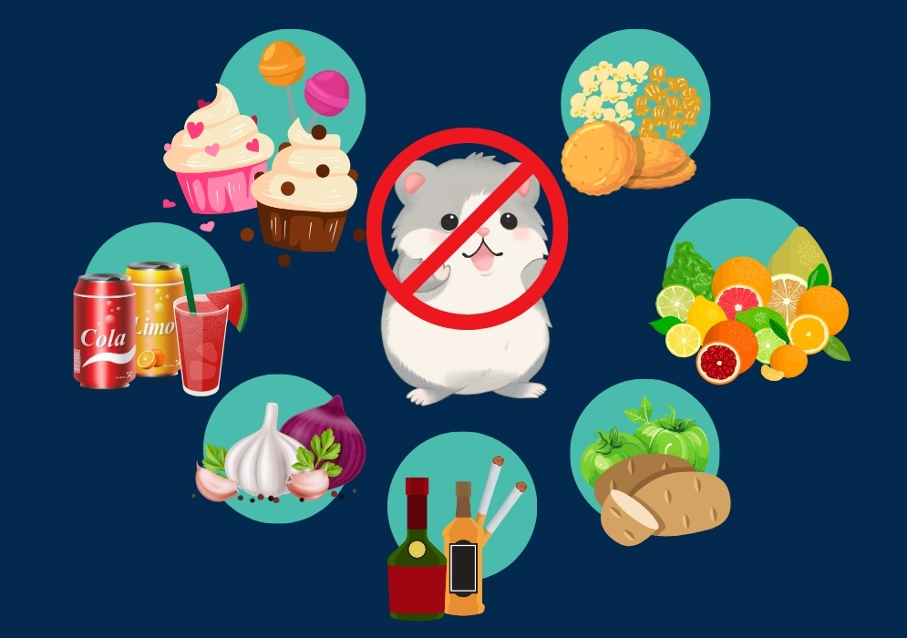 Foods to avoid feeding your hamster