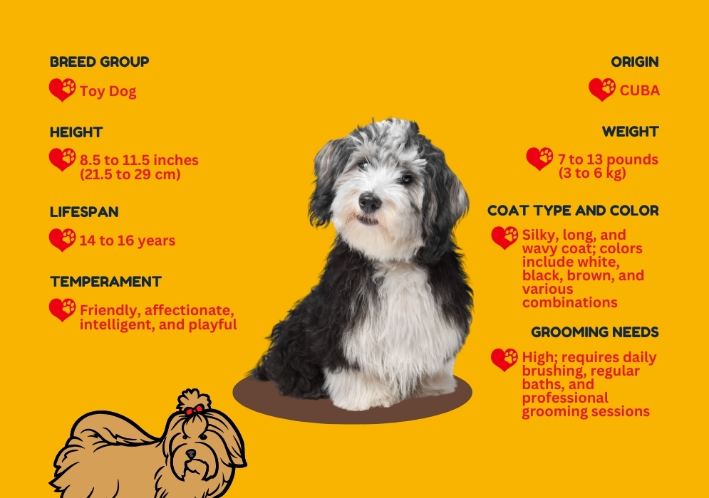 Havanese Dog_ At A Glance