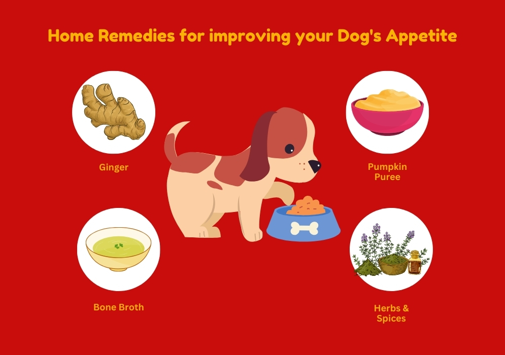 Home remedies for improving your dog's appetite