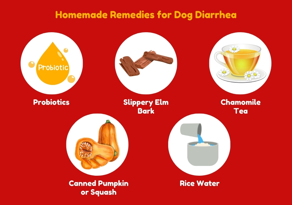 Homemade Remedies for Dog Diarrhea