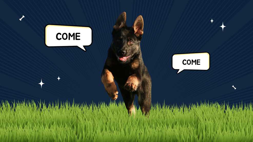 How To Train A German Shepherd Puppy