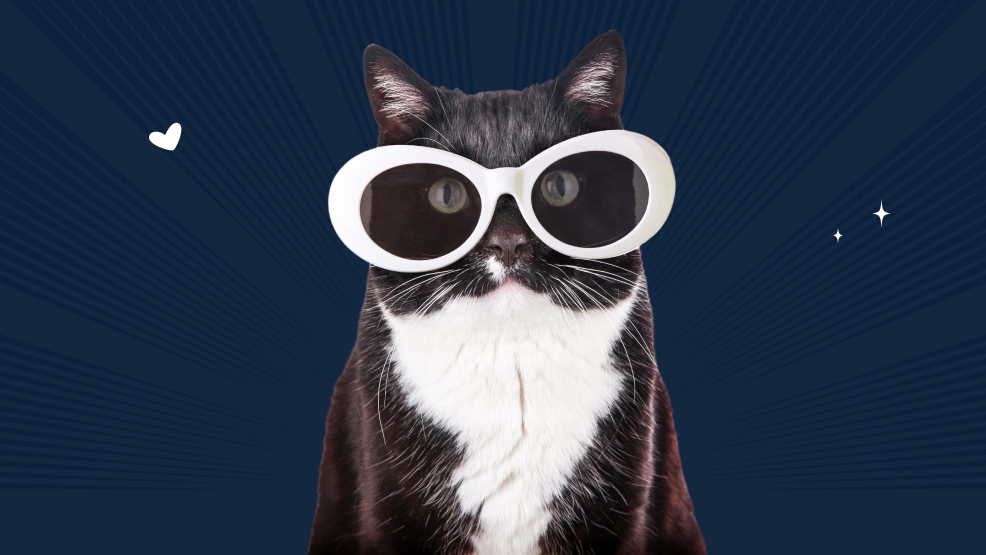 Interesting Facts About Tuxedo Cats