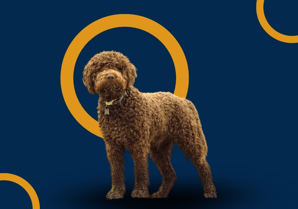 Lagotto Romagnolo