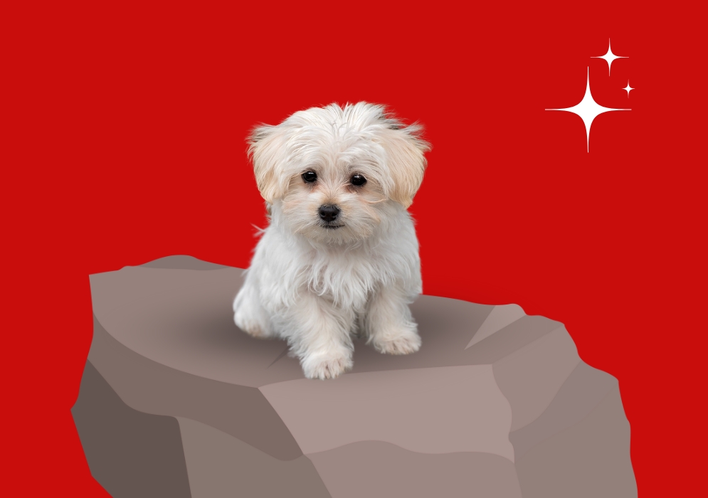 Maltese dog breed