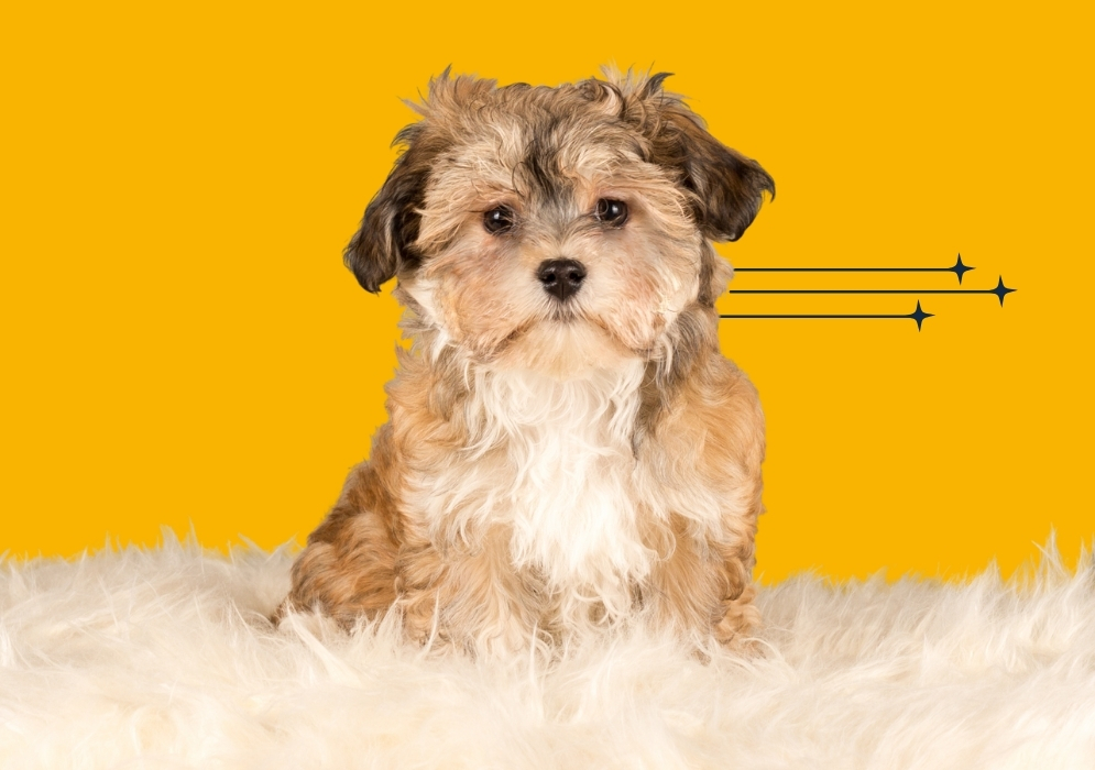 Physical characteristics and appearance of the Havanese