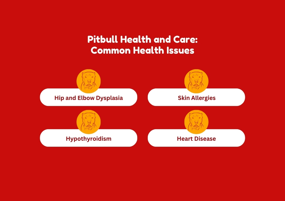 Pitbull Health and Care_ Common Health Issues