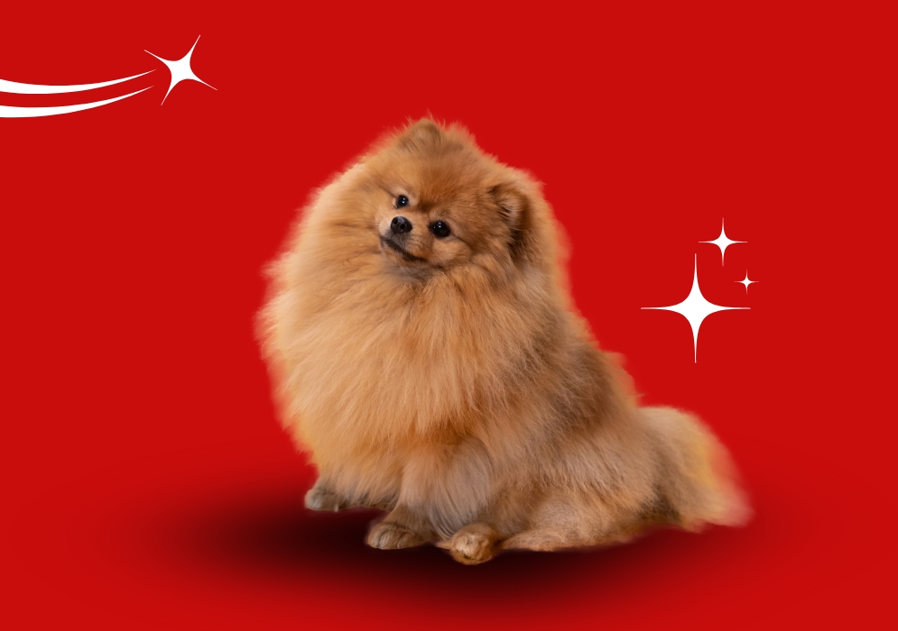 Pomeranian