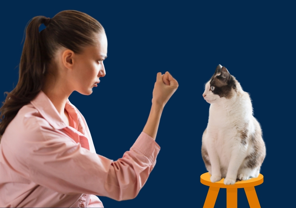 Positive reinforcement techniques for disciplining cats