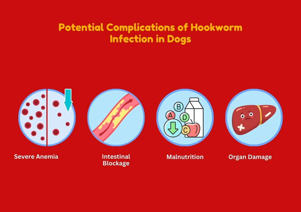 Potential Complications of Hookworm Infection in Dogs