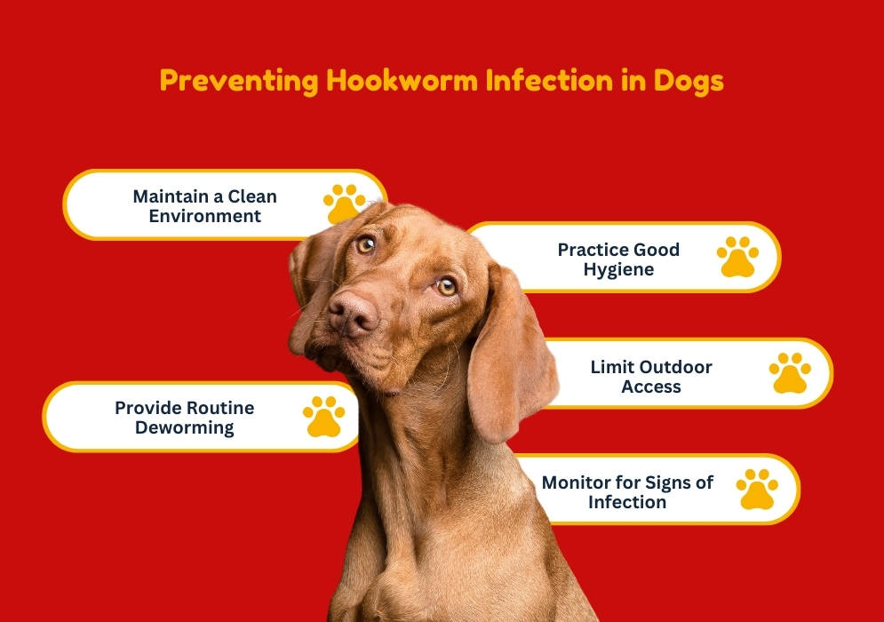 Preventing Hookworm Infection in Dogs