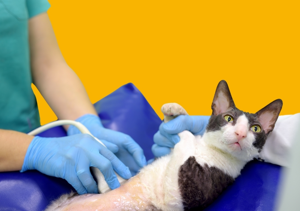 Providing Supportive Care for Cats with Chronic Kidney Disease