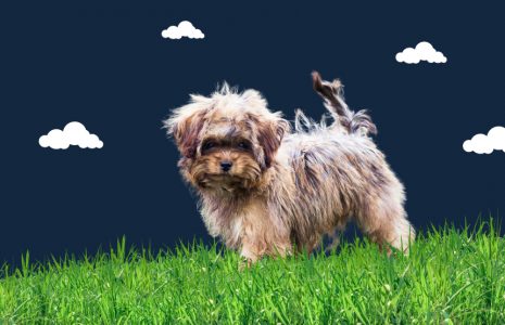 Shorkie Dog Breed