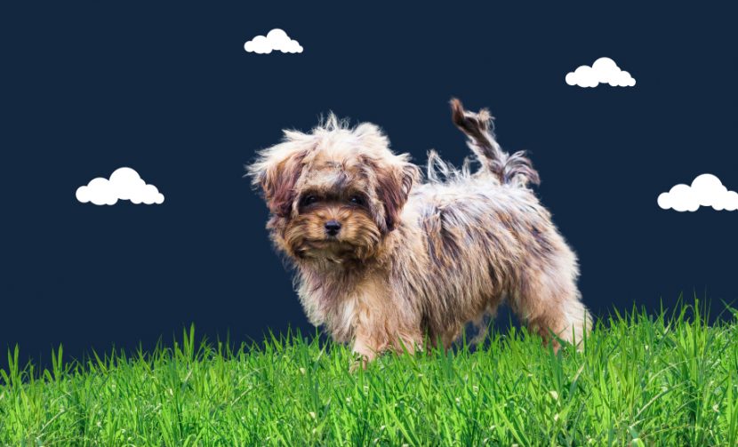 Shorkie Dog Breed