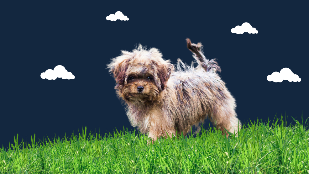 Shorkie Dog Breed