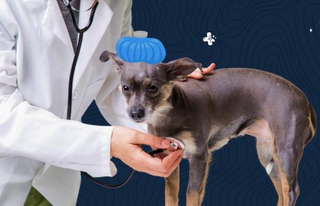 Signs Your Dog Is Sick