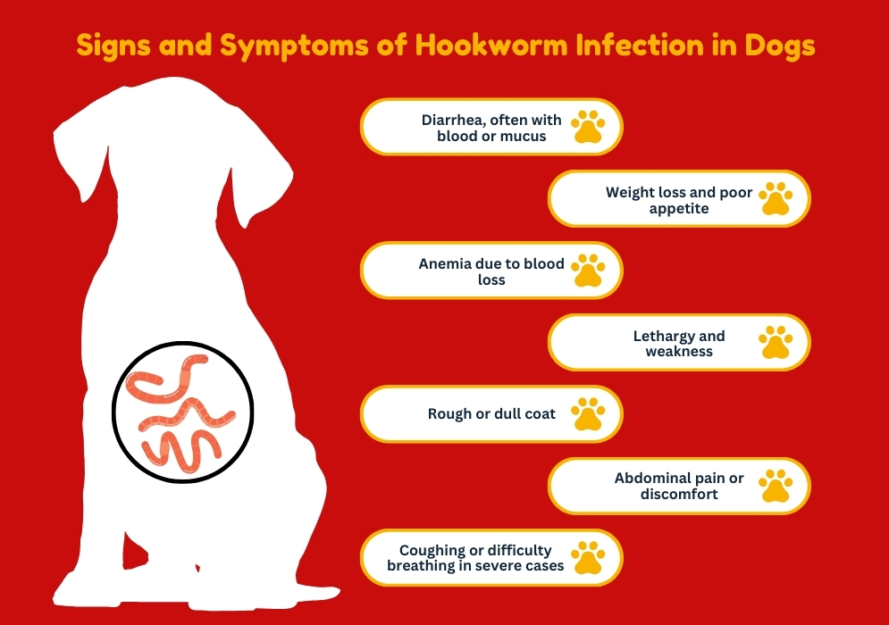 Signs and Symptoms of Hookworm Infection in Dogs