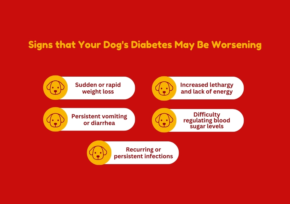 Signs that Your Dog's Diabetes May Be Worsening