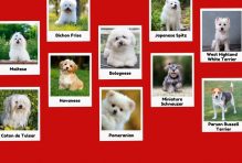 Small White Dog Breeds