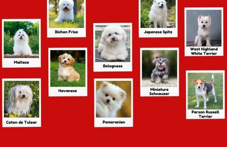 Small White Dog Breeds