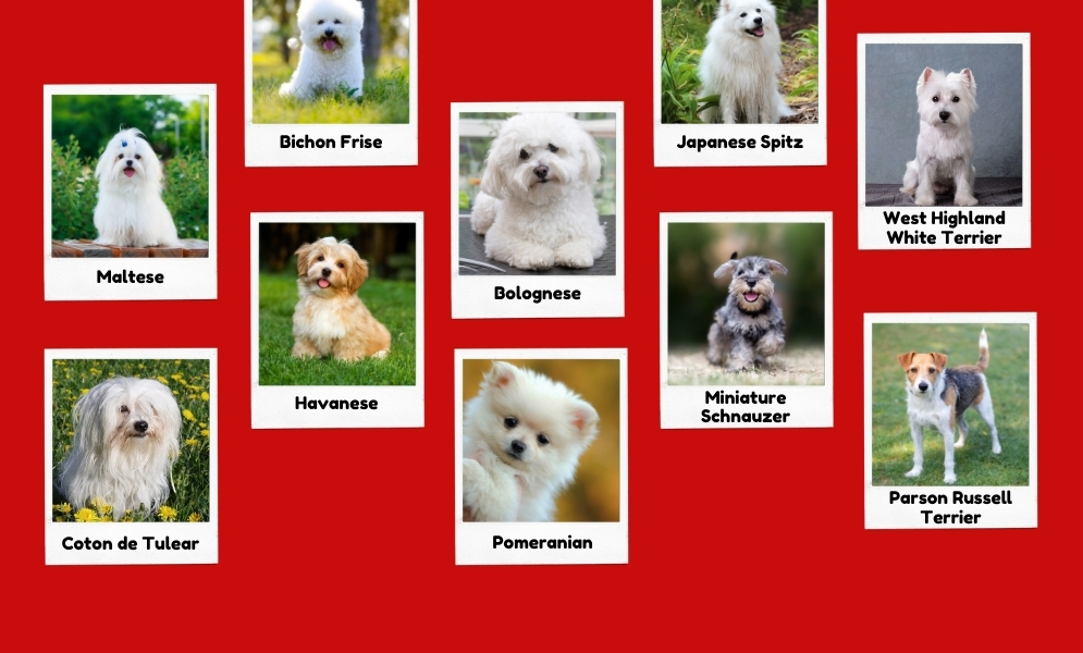 Small White Dog Breeds